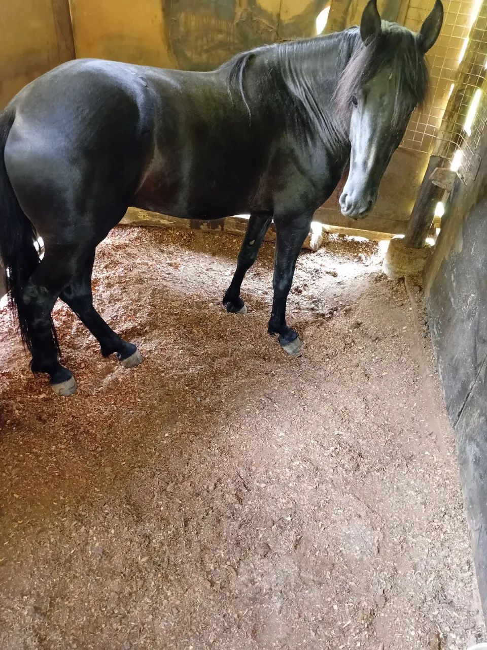 Cavalo marcha picada