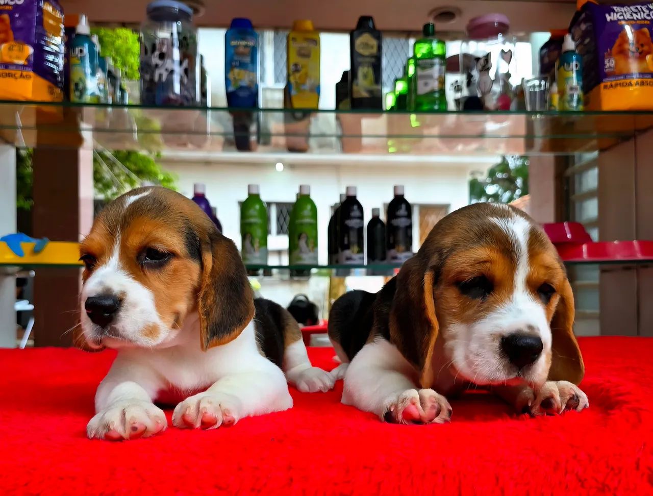 Filhotes de Beagles 13 POLEGADAS, OS MENORES QUE EXISTEM - Foto 3