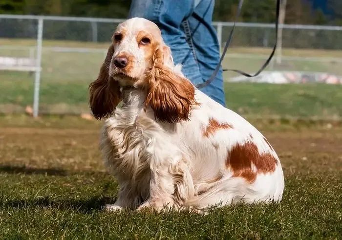 Cocker macho - Foto 4