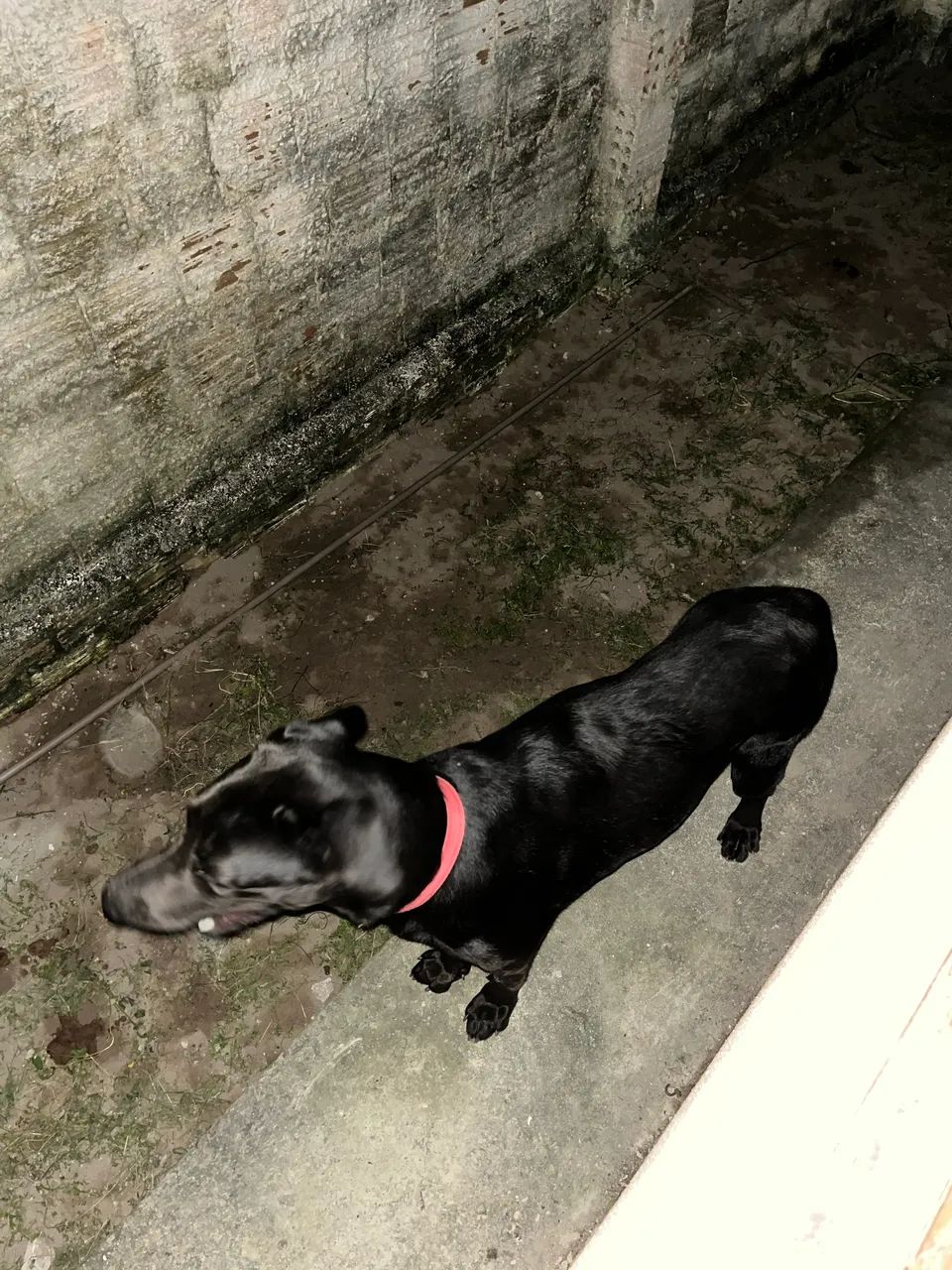 Pet para doação  - Foto 2