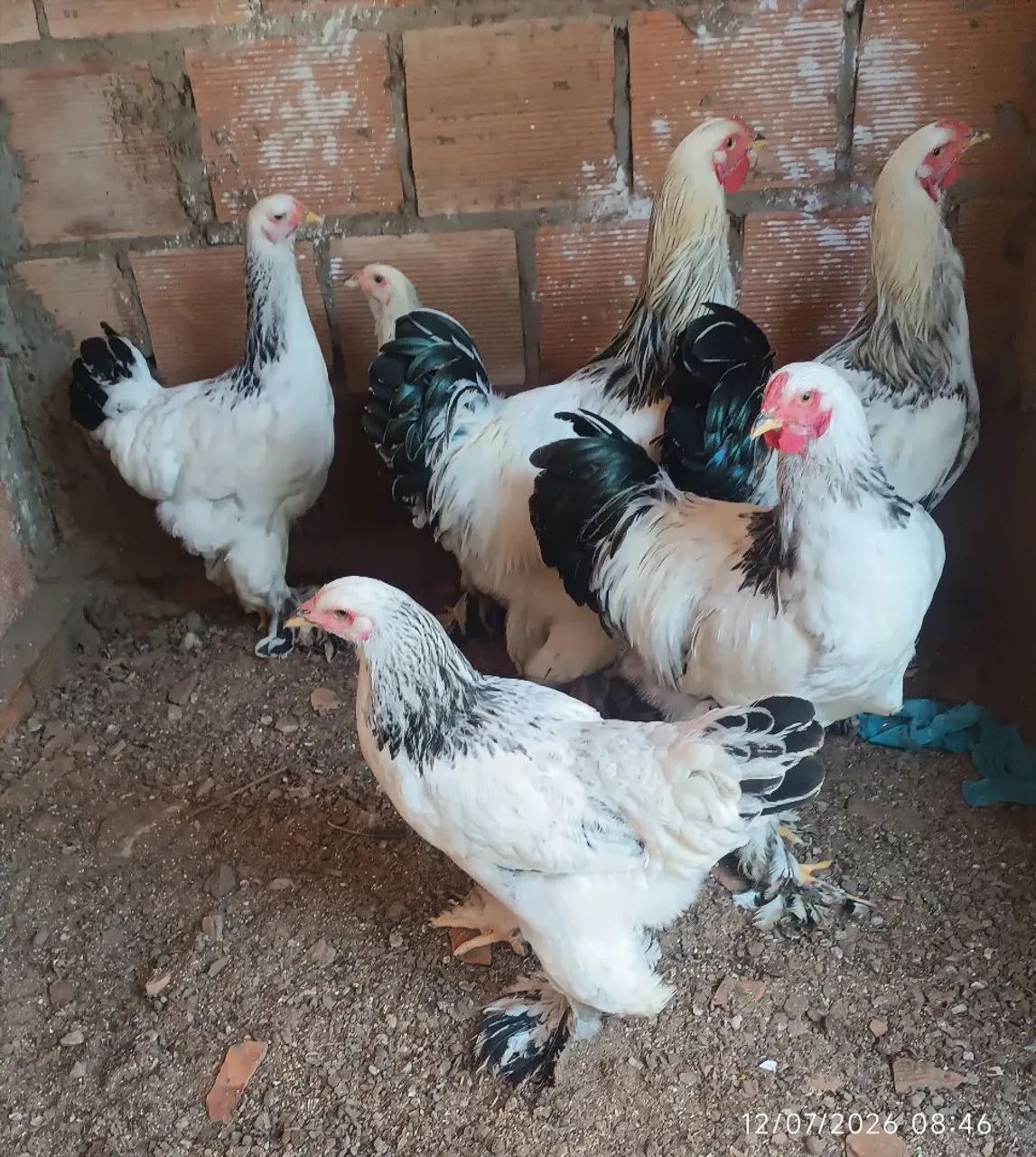 Frangos e frangas brahma - Foto 3