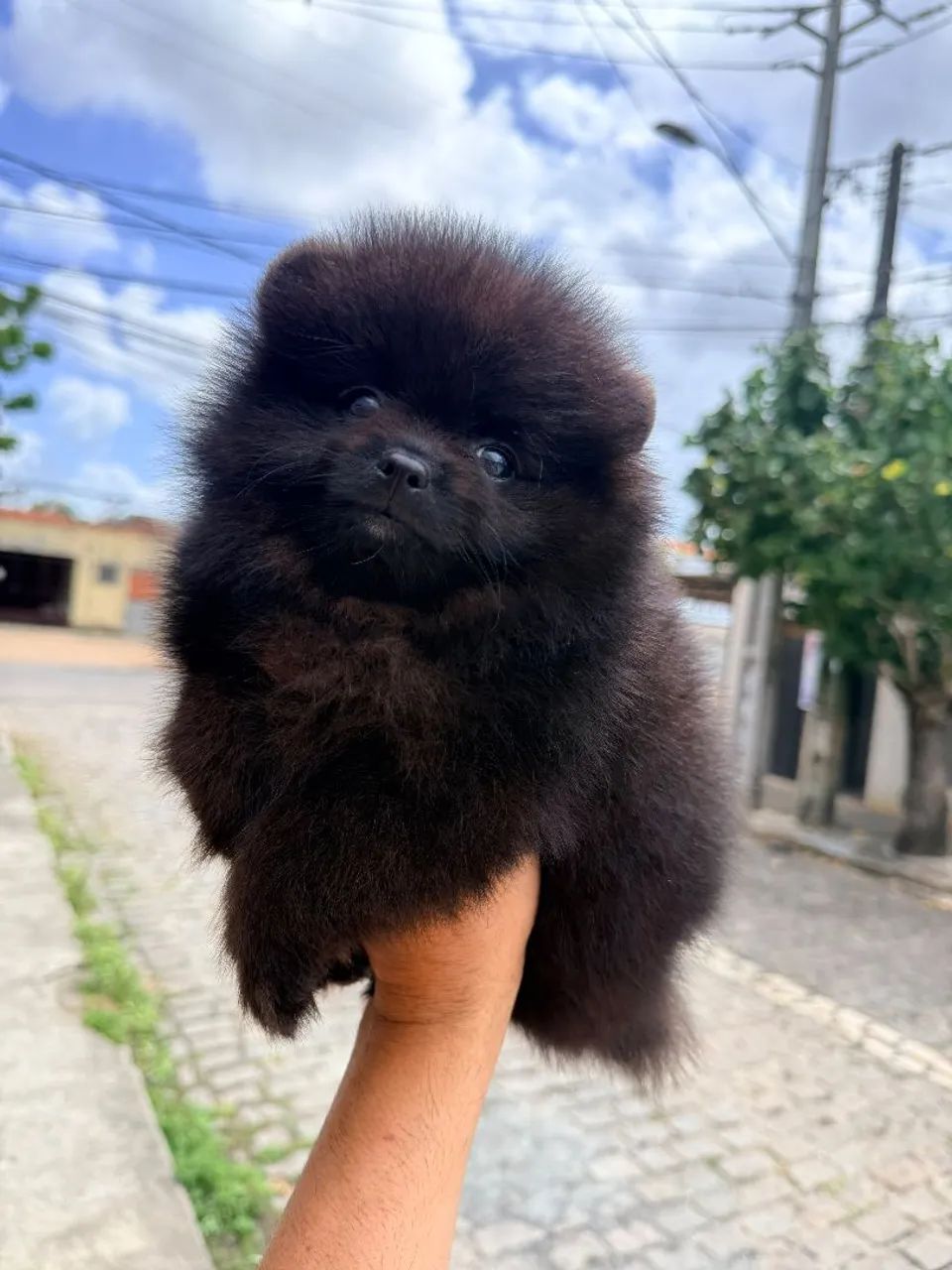 Spitz.macho preto - Foto 2