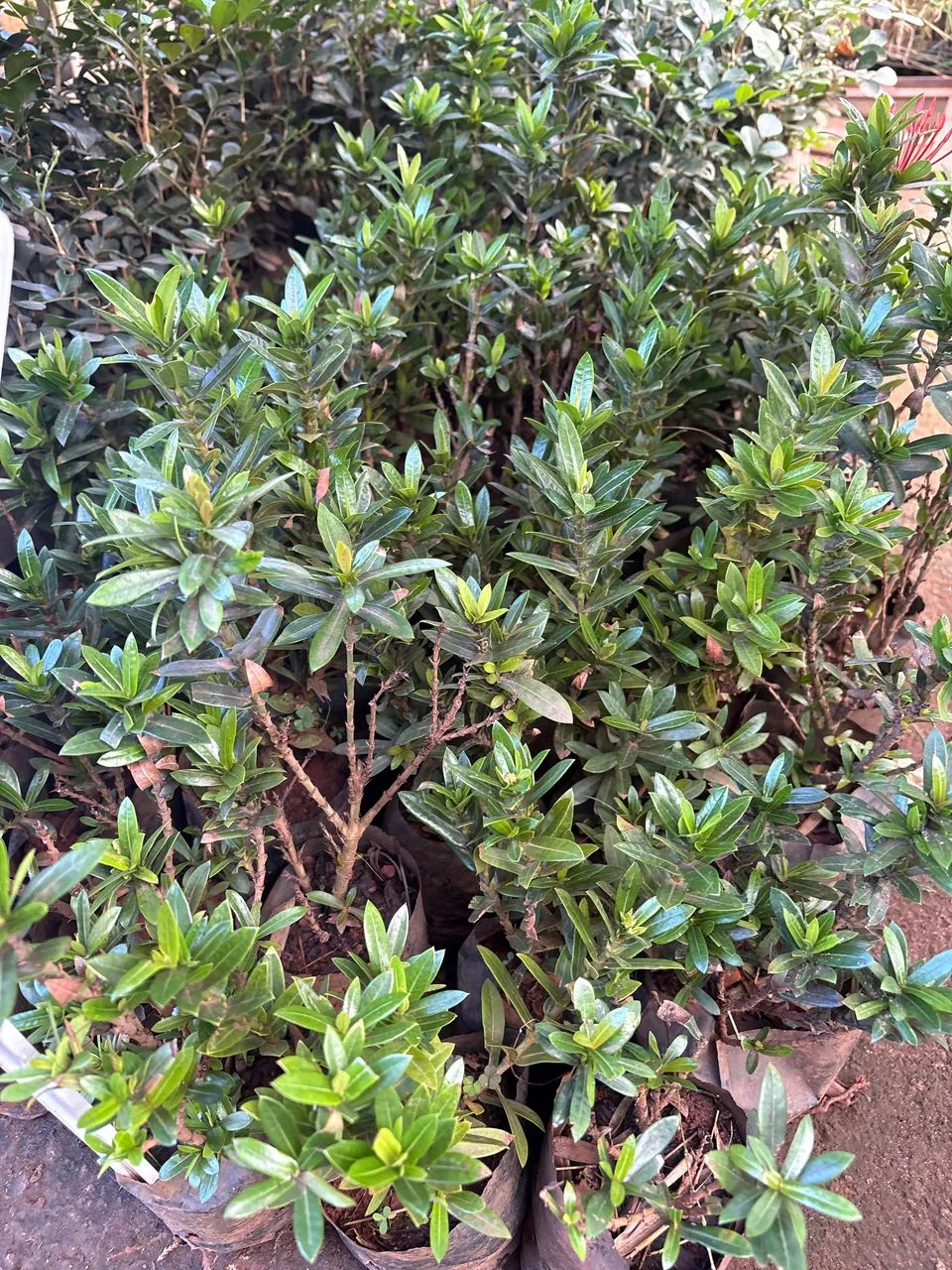 Muda de mine Ixora vermelha 