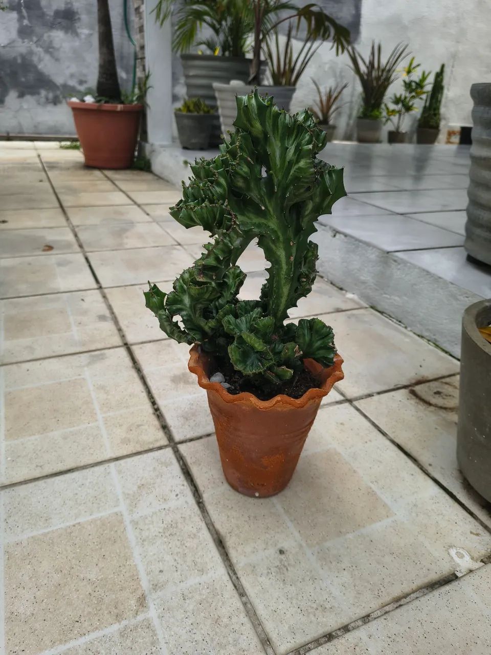 Cacto monstro  - Foto 2
