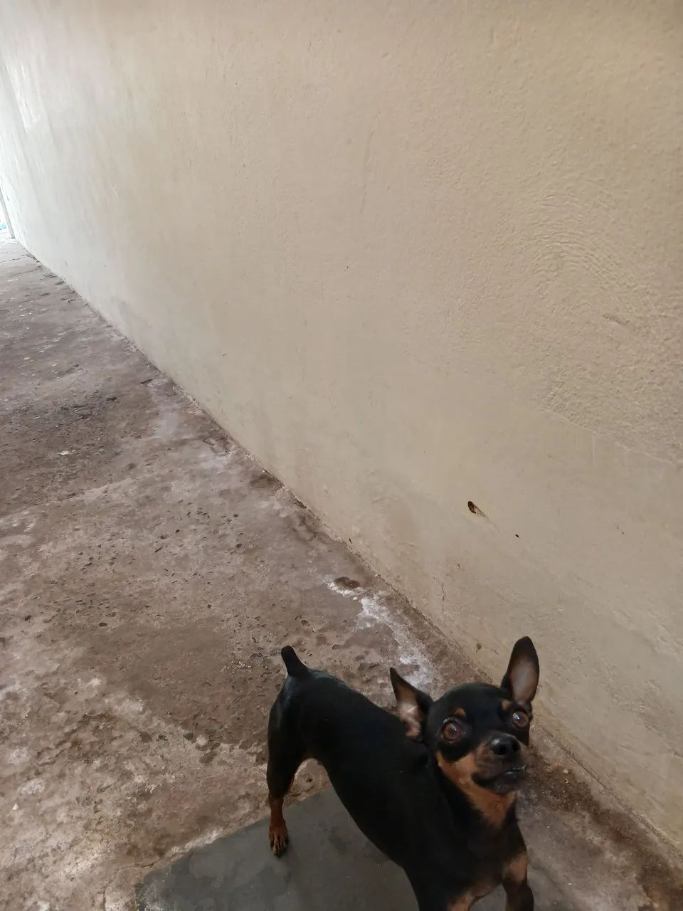 Pinscher macho - Foto 3