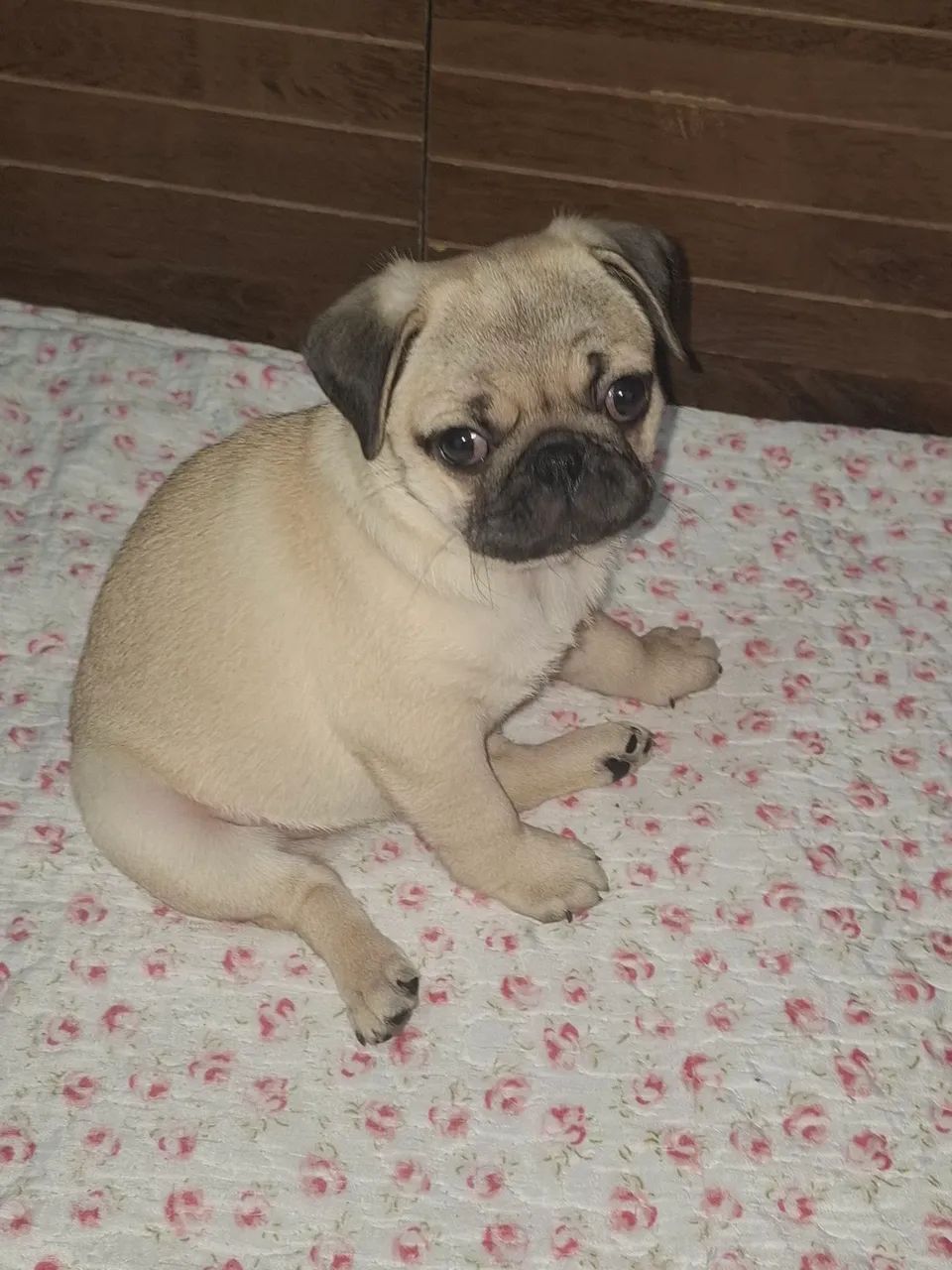 Filhote pug  - Foto 4