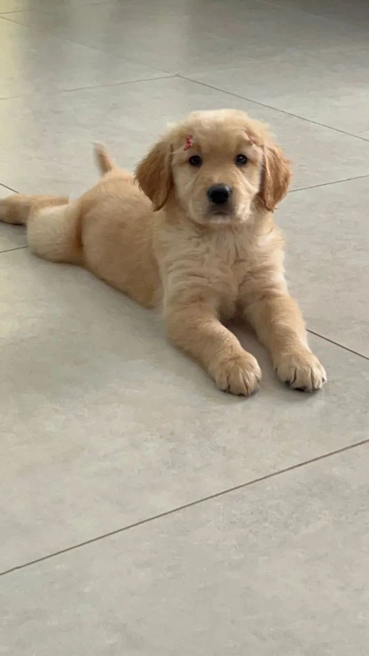 Golden  - Foto 4
