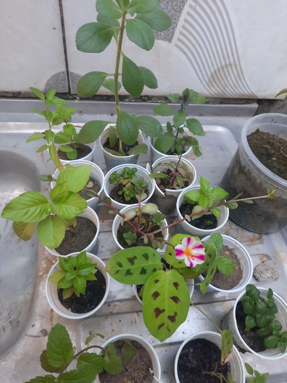 Plantas