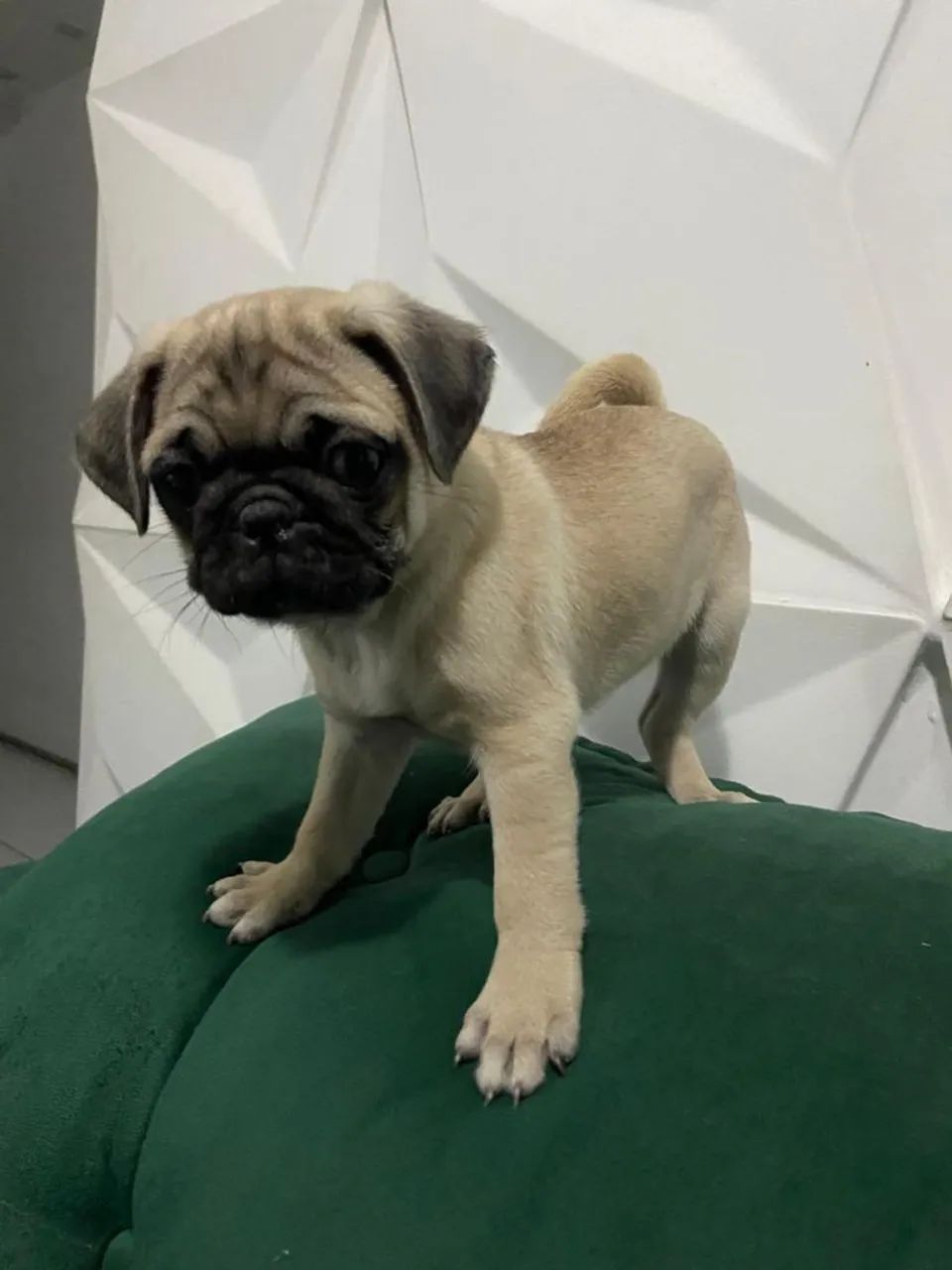 FILHOTE  PUG - Foto 3