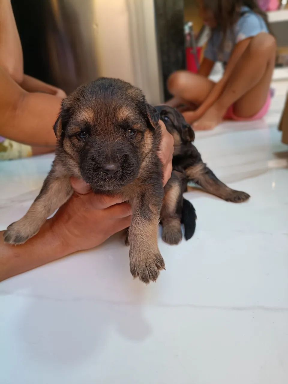 Pastores alemão  - Foto 5
