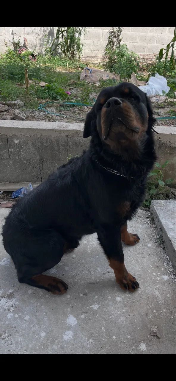 Filhotes de Rotweiller 