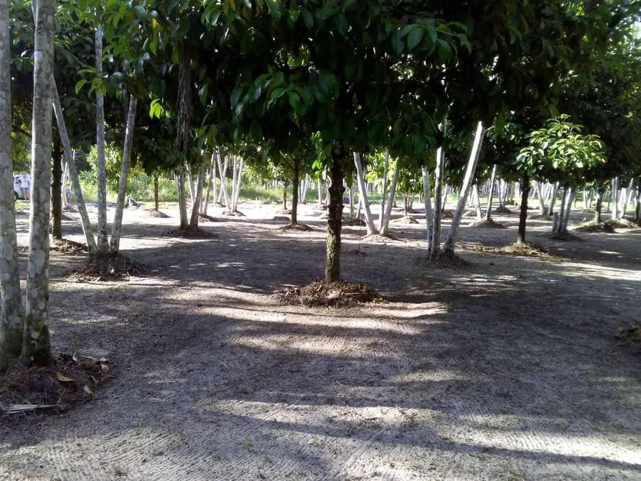 R$12.500,00 Terreno 12x25 mts2 - Foto 4