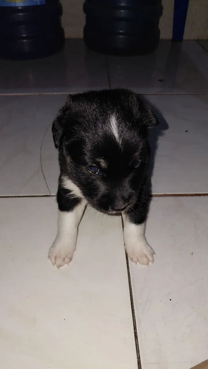 HUSKY SIBERIANO  - Foto 3