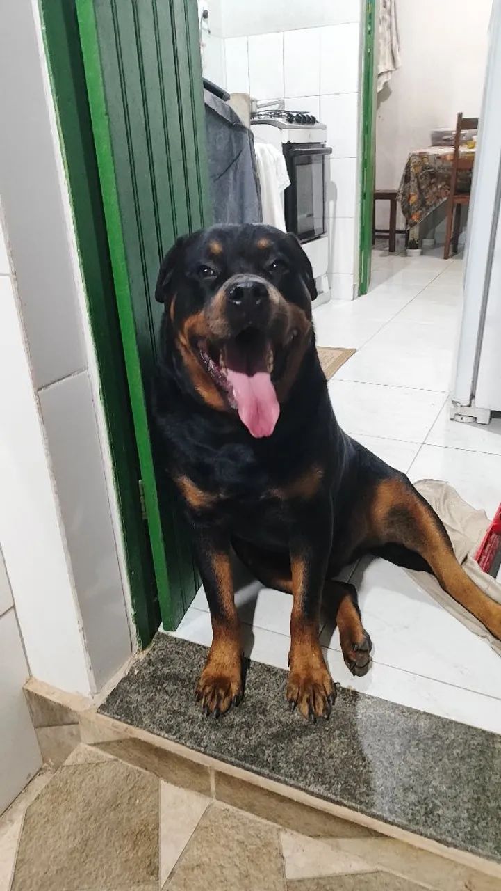 Rottweiler para cobertura  - Foto 2