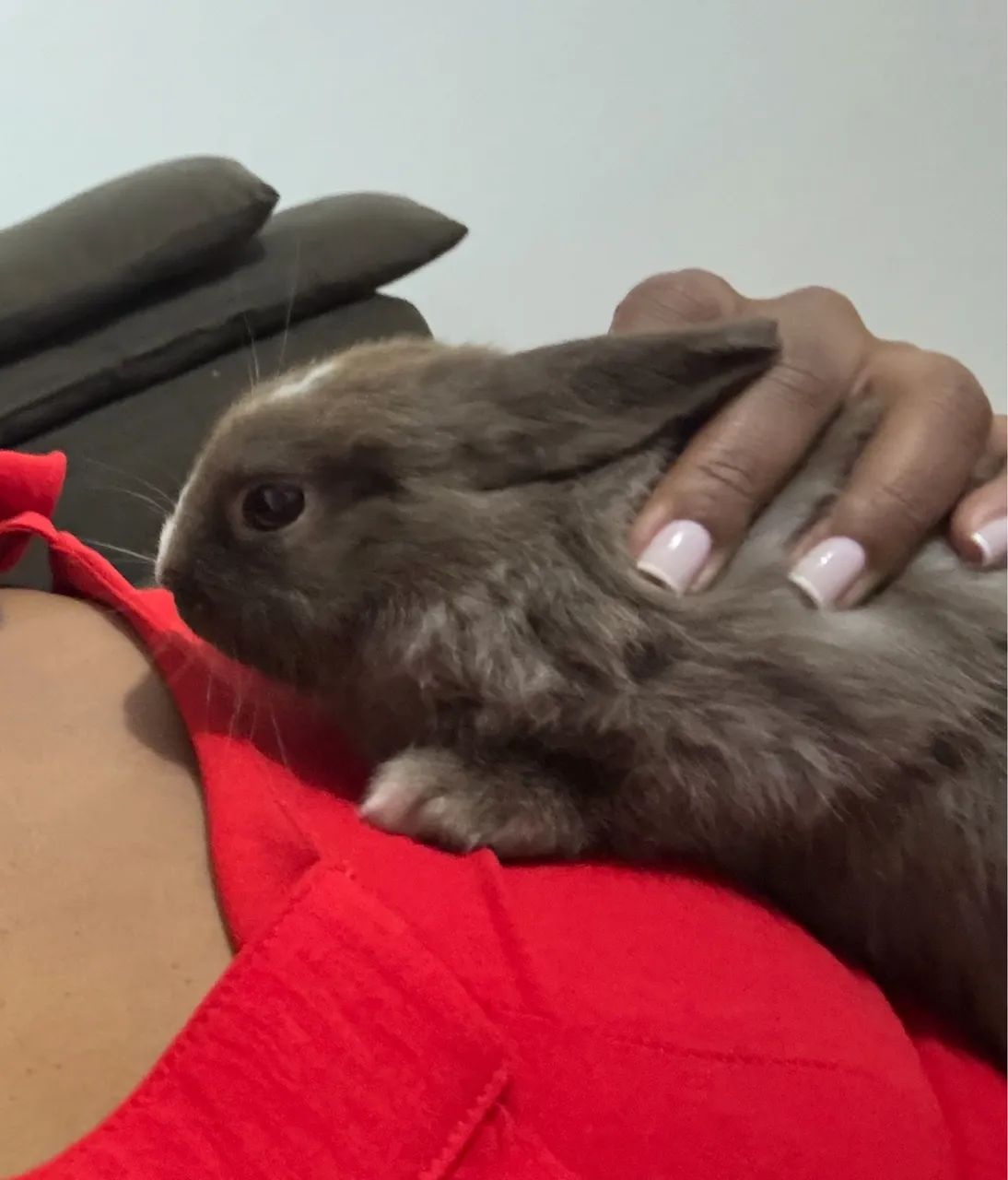 Coelho Netherland Dwarf - Foto 4