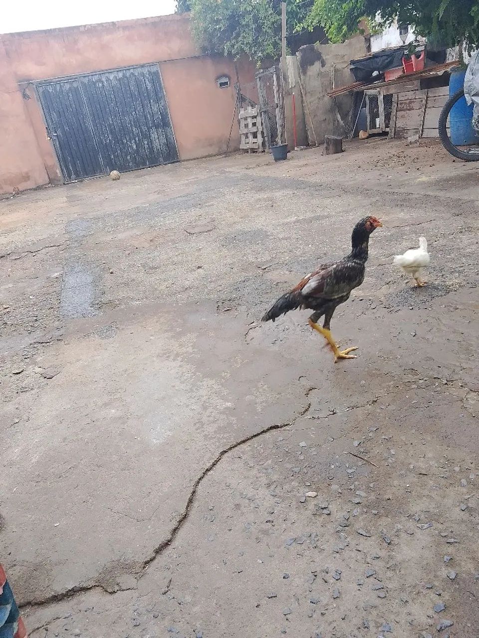 Vendo 3 frangos indios - Foto 2