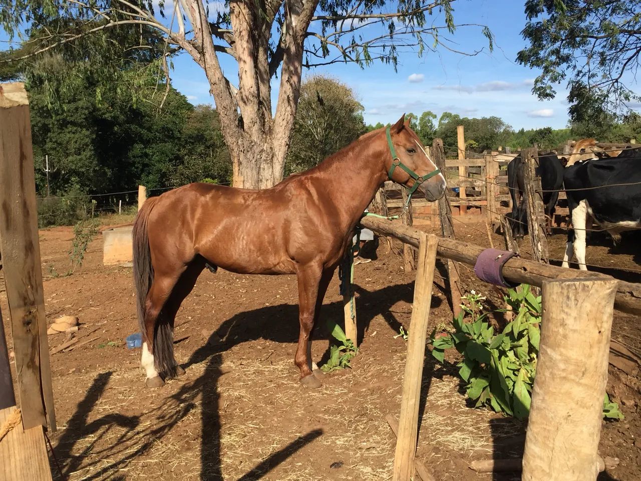 Cavalo QM à venda 