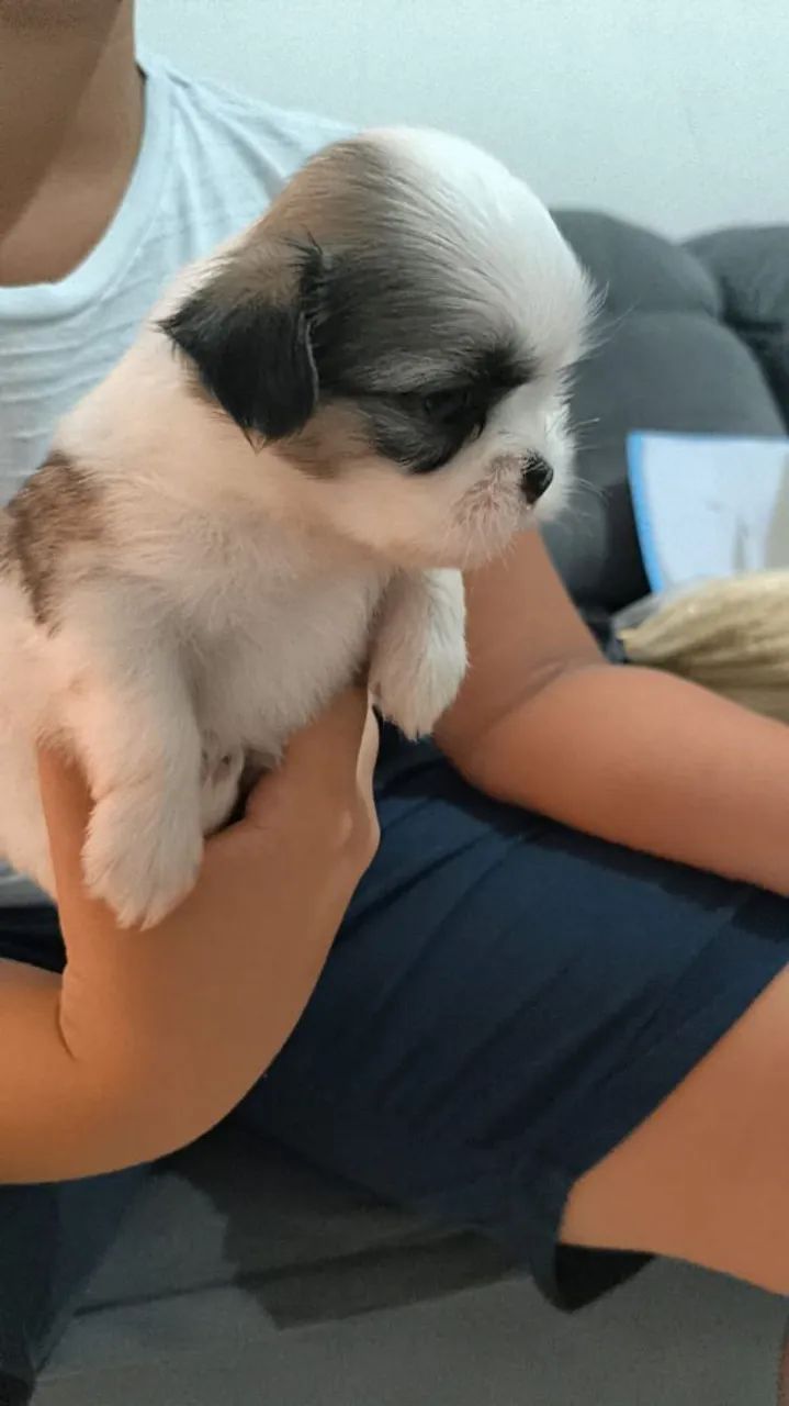 Shih tzu - Foto 4