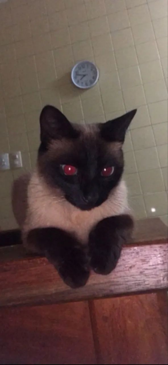 Doação Gato  - Foto 2