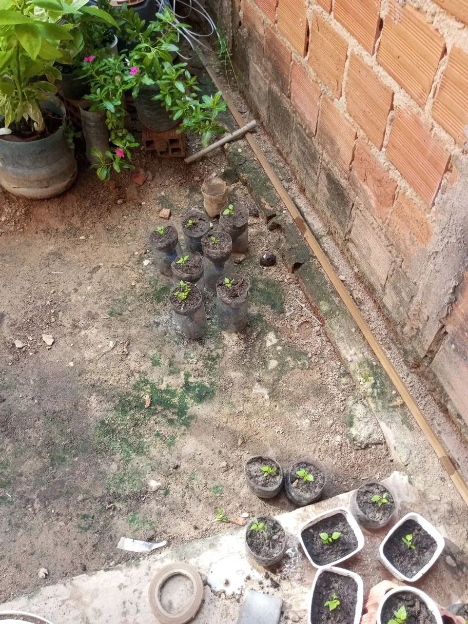 Pimenta  - Foto 3