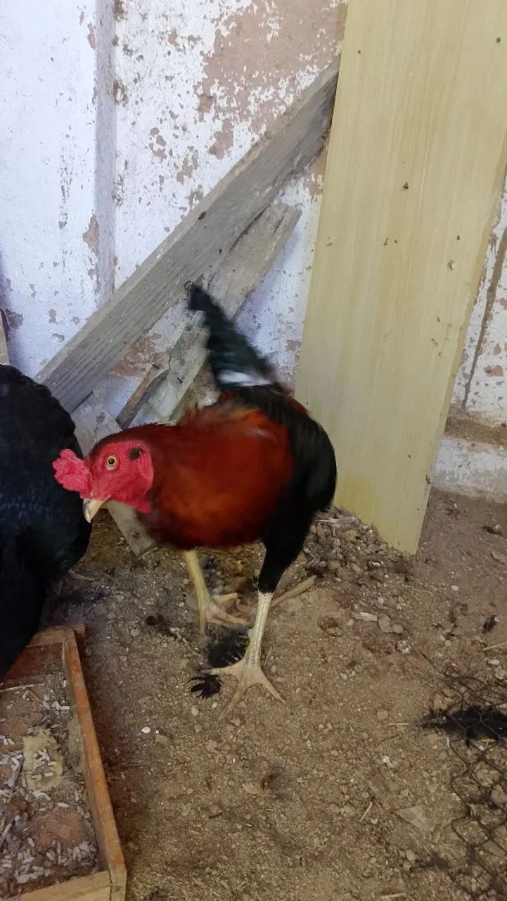 Aceito troca .