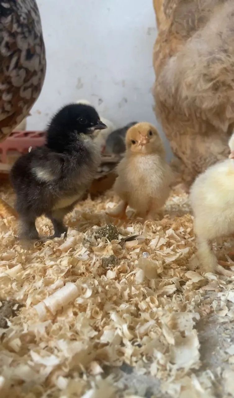 Pintinho brahma - Foto 2