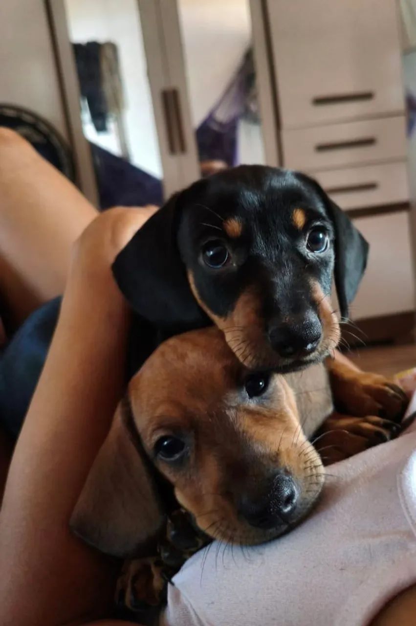 Filhotes de Salsicha (Dachshund)