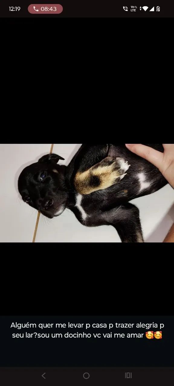Filhote de cachorro 