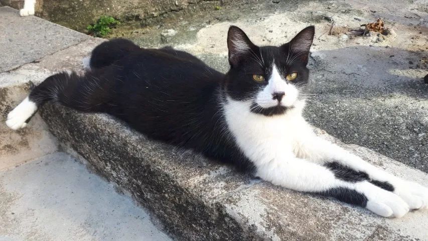 Gato ADOÇÃO 