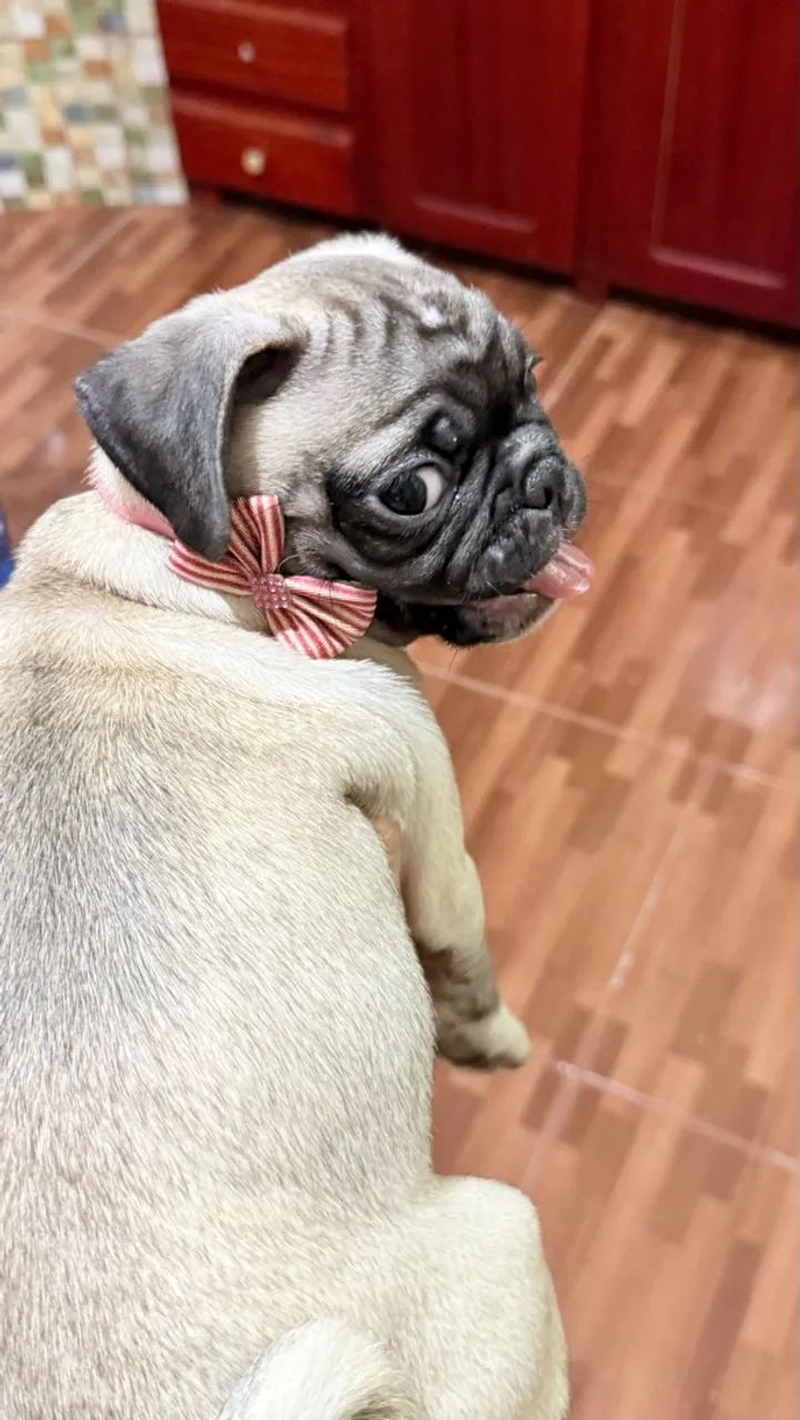 Pug fêmea  - Foto 3
