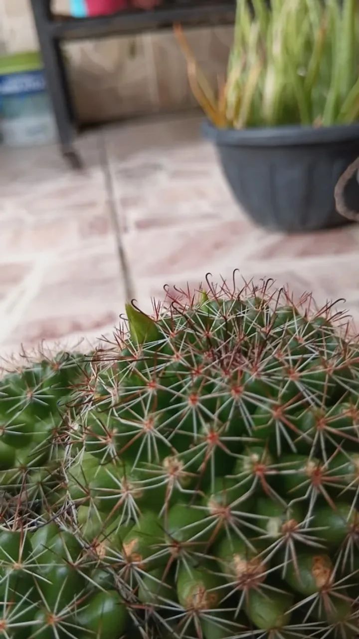 Cactos Florindo - Foto 4