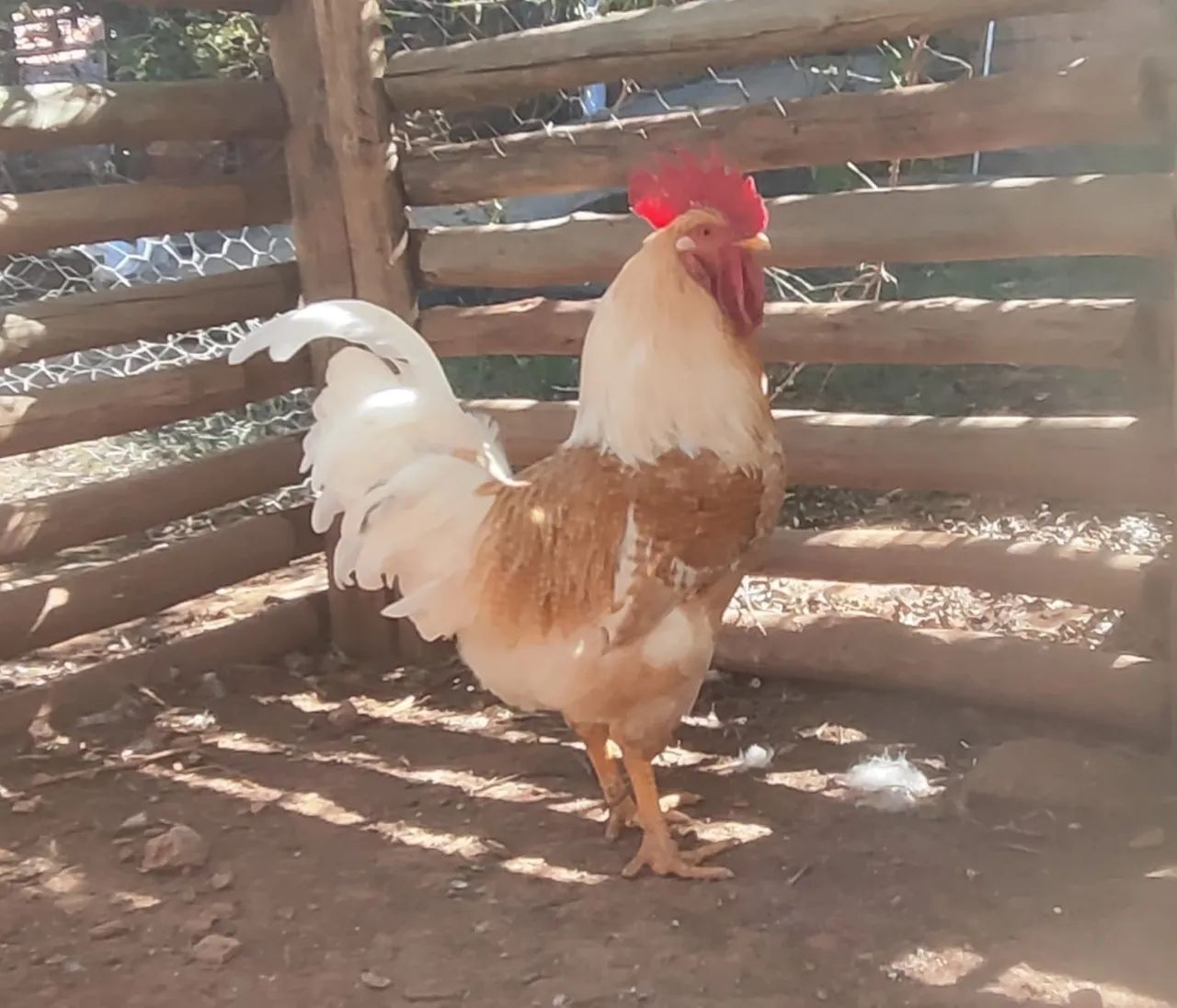 Galos Caipiras 