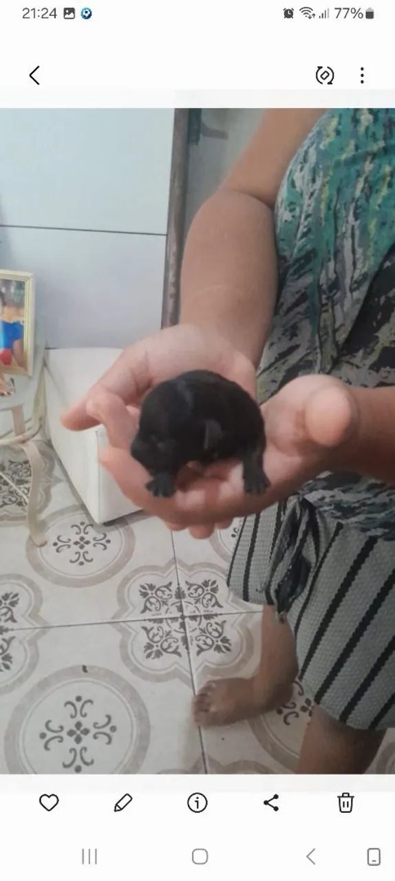 Filhote de pinscher 1 - Foto 2