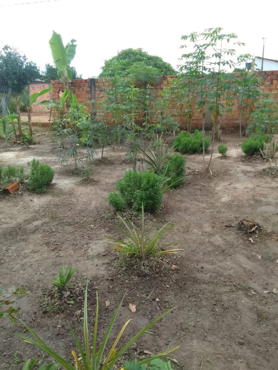 Terreno  - Foto 3