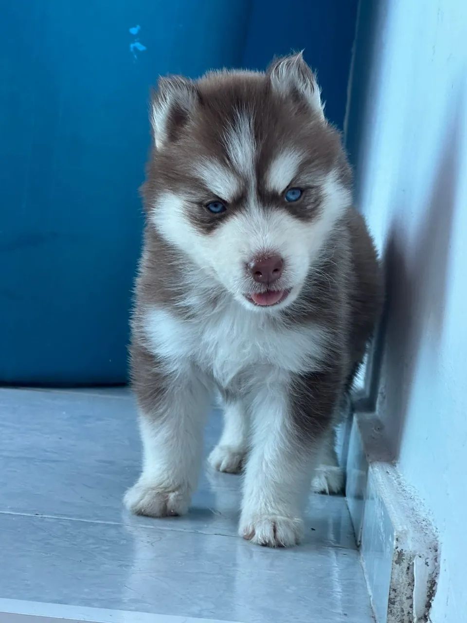 Husky siberiano Wolly com pedigree 