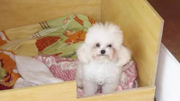 POODLE  MICRO  - Foto 3