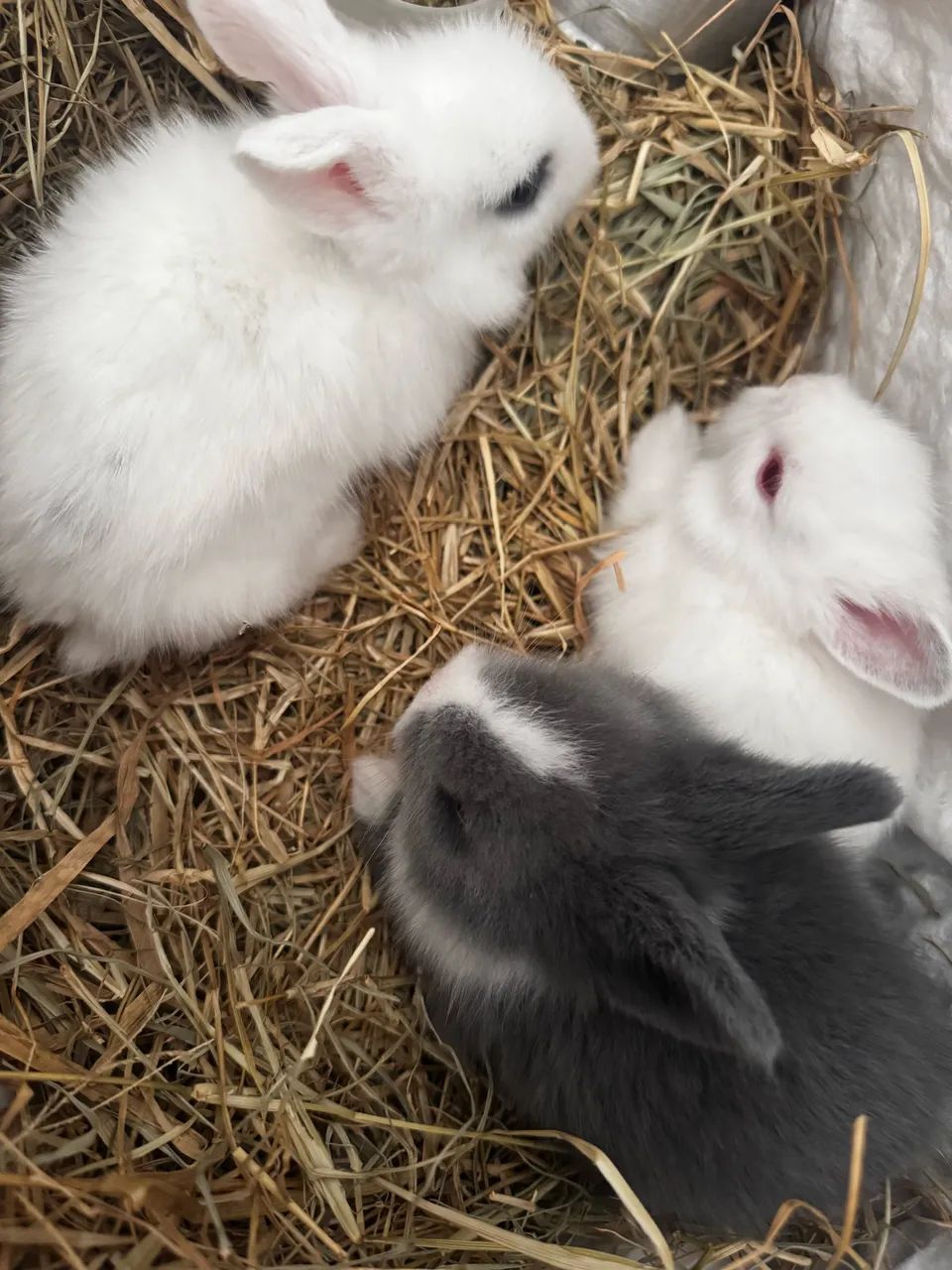 Mini coelho - Foto 2