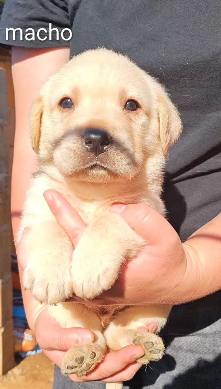 Filhote labrador  - Foto 2