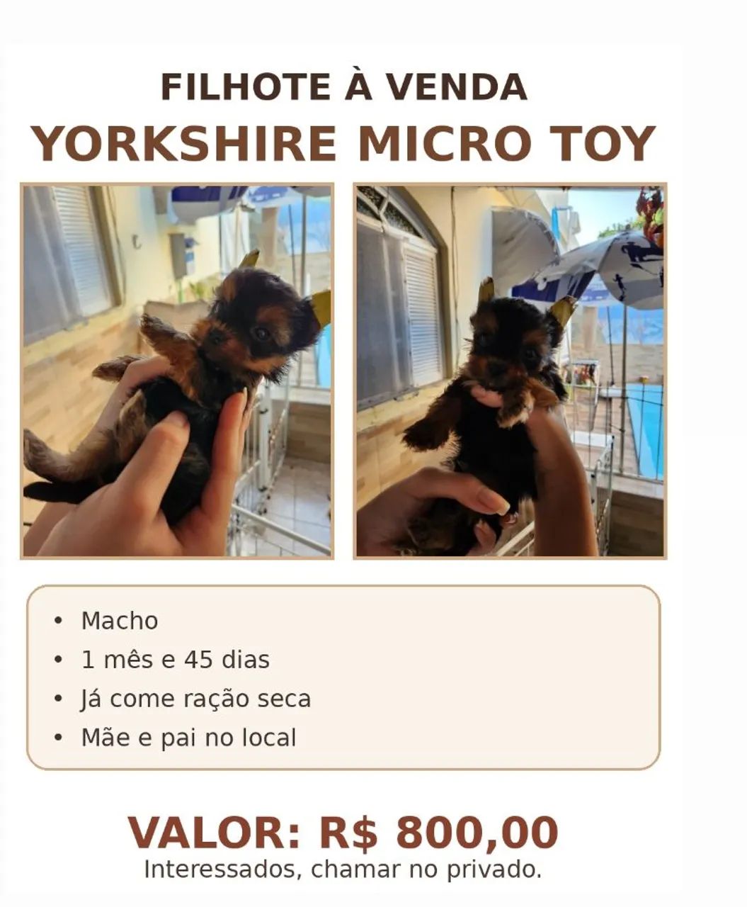 Yorkshire micro