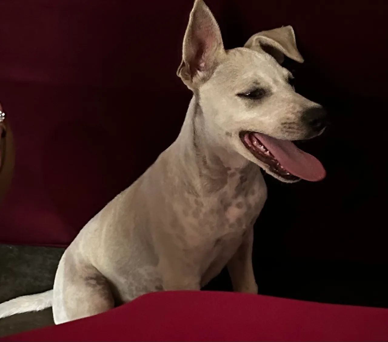 Cachorro  - Foto 3