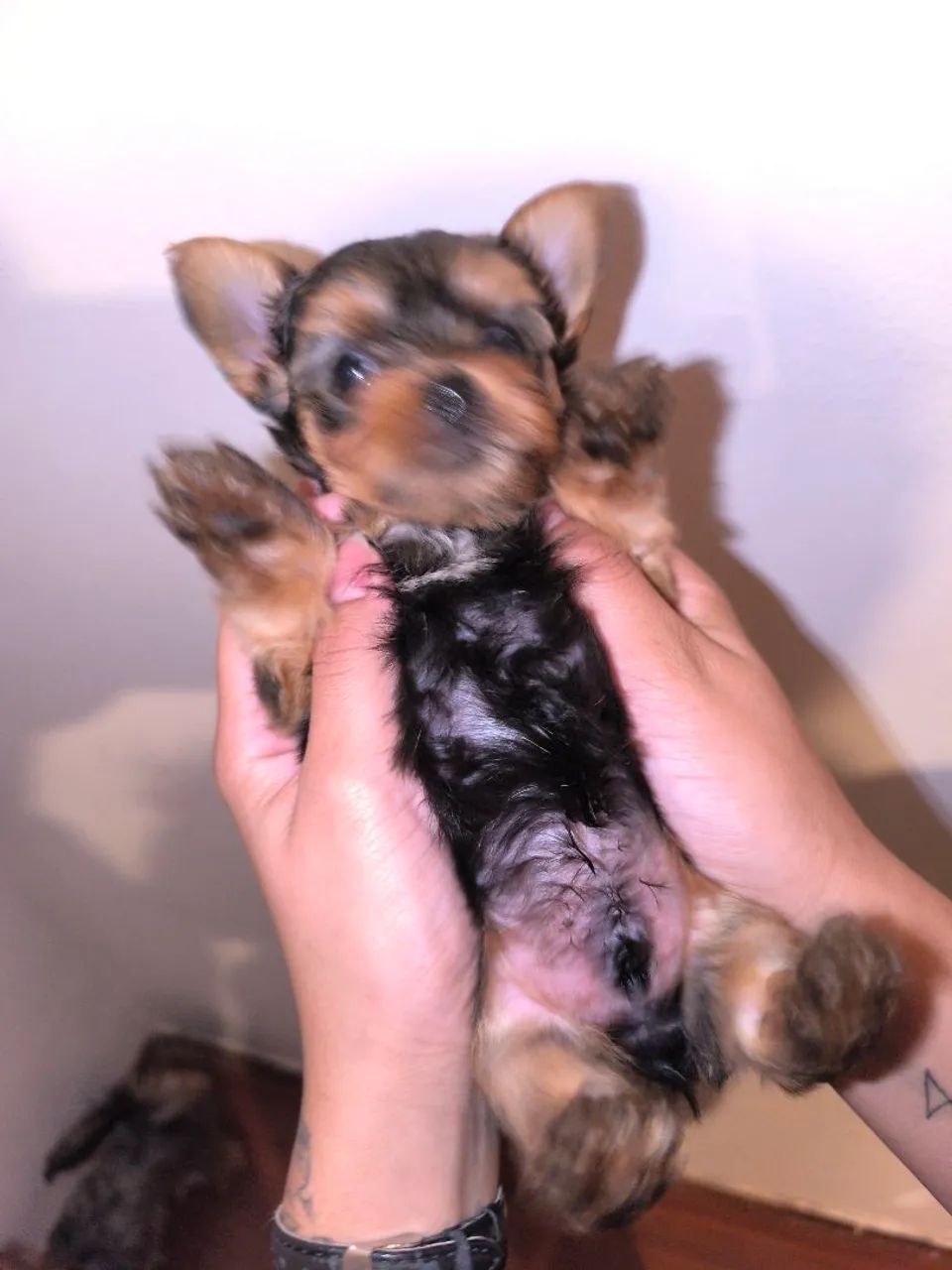 Yorkshire Shire Terrier bibelô  - Foto 5