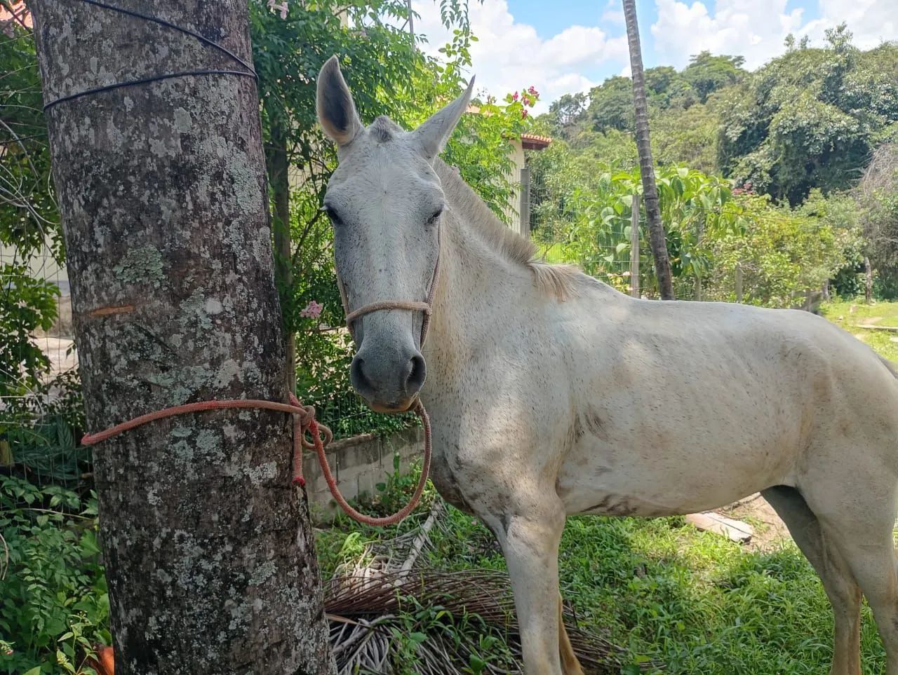 Vendece egua mangalarga Paulista  - Foto 3