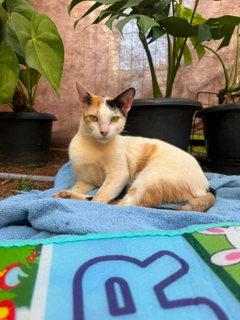 Gata para adoção  - Foto 2