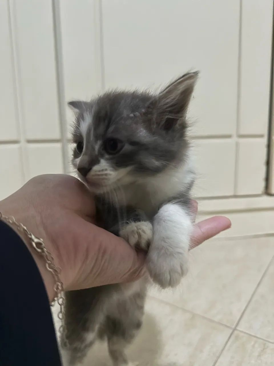 Gatinho macho para adoção  - Foto 4