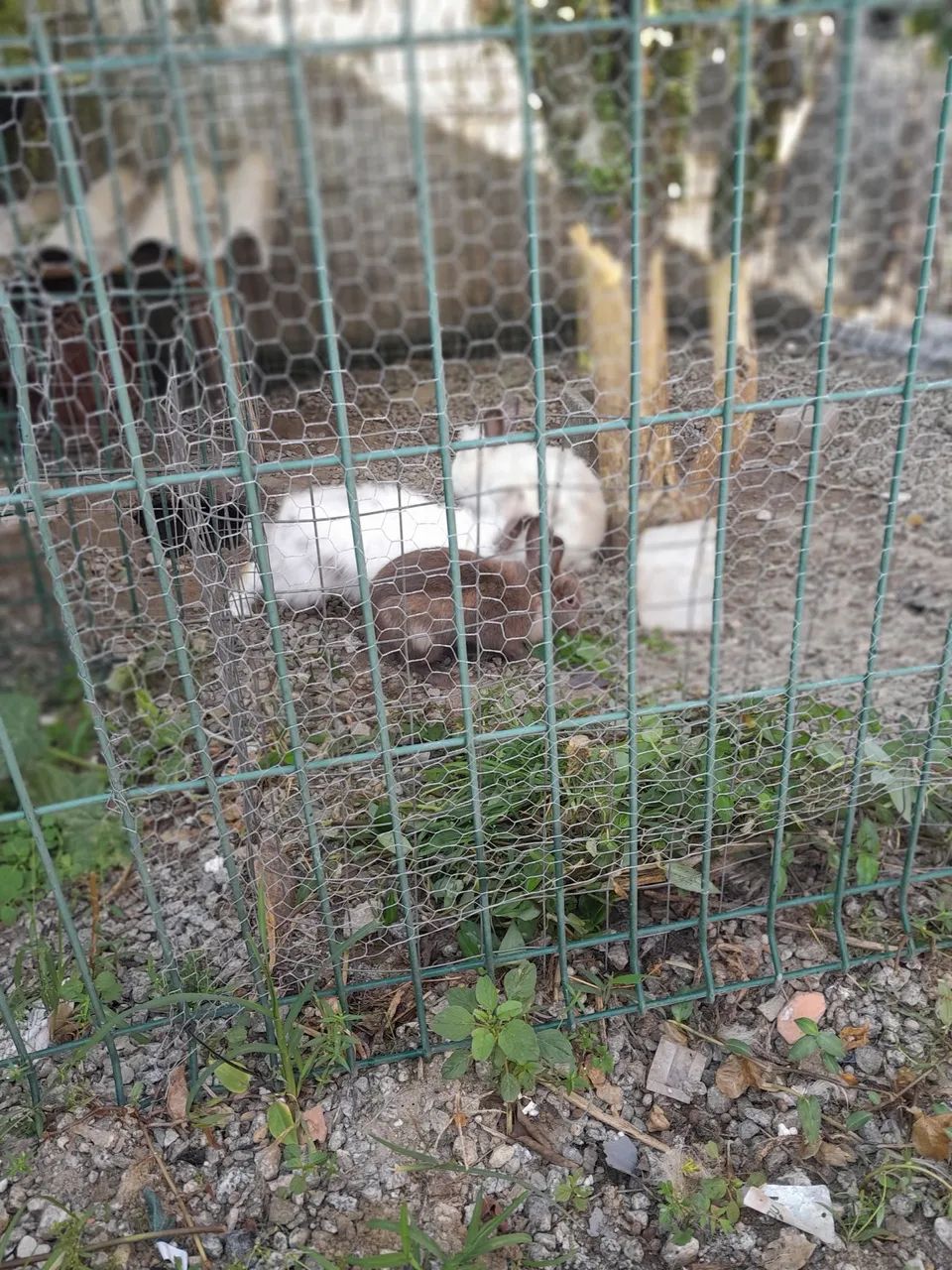 Coelhos 
