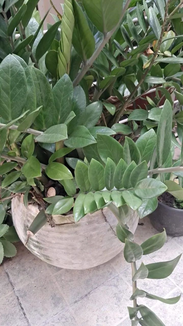 Zamiuculca - Foto 2