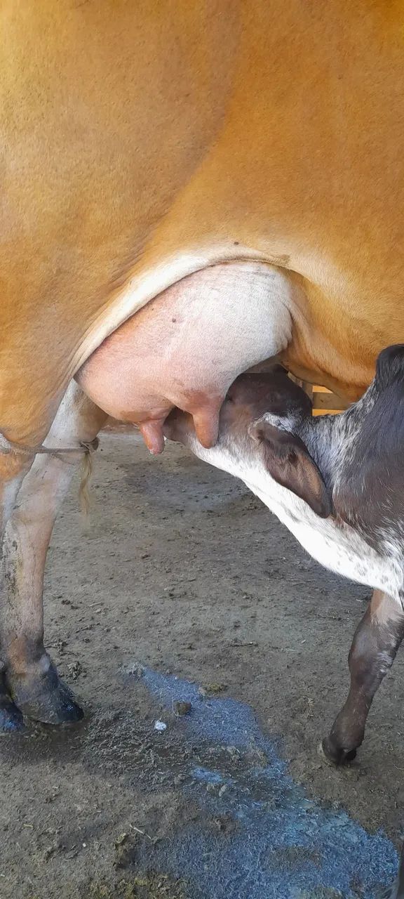 Vende-se vacas - Foto 3