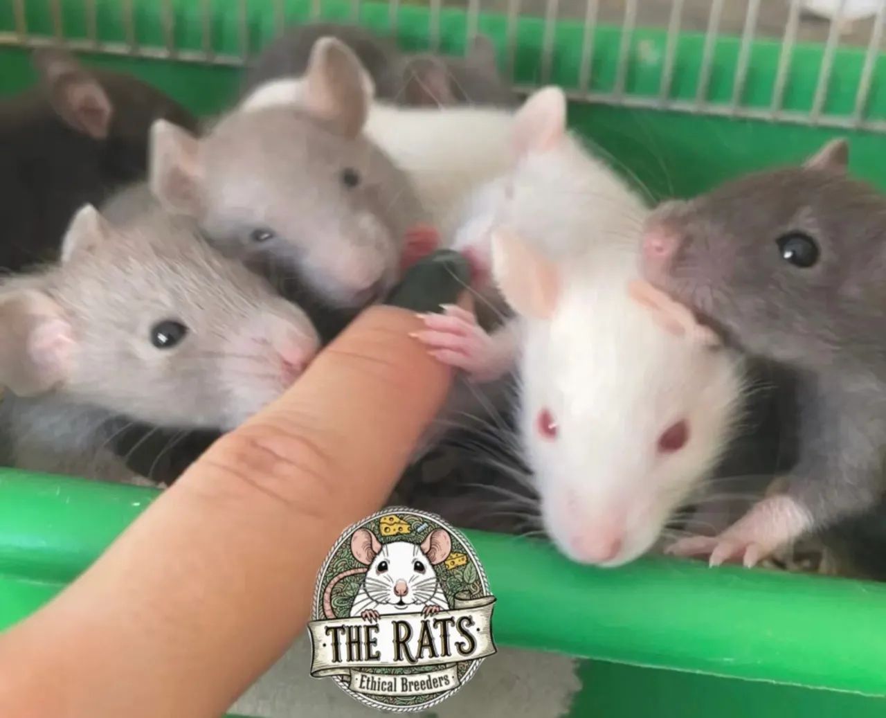 Rato twister pet roedor estimação  - Foto 2