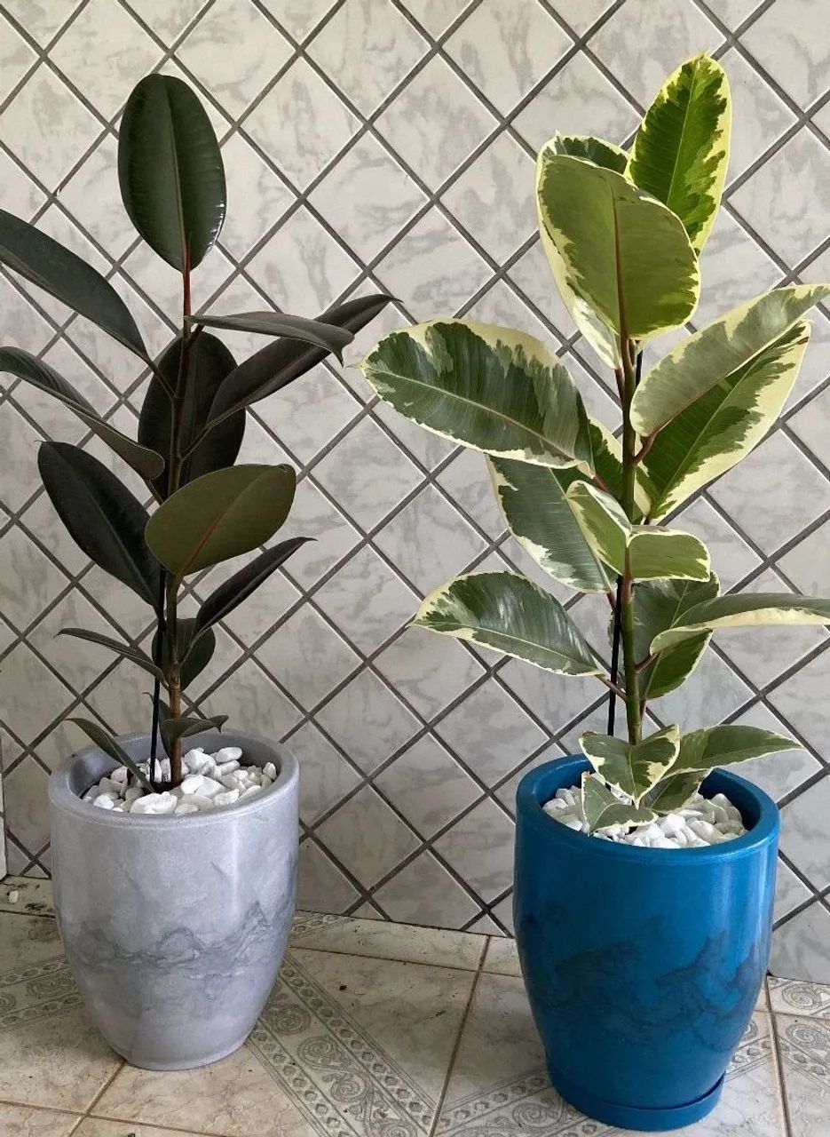 Planta com jarro - ficus