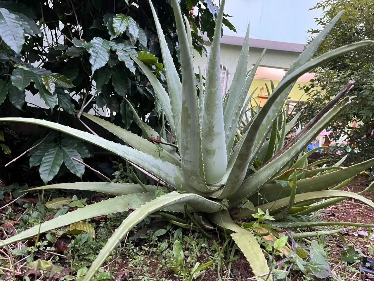 Babosa (Aloe Vera) Orgânica e Saudável  - Foto 2